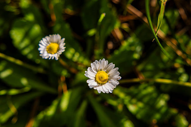 Close-up of a white daisy flower