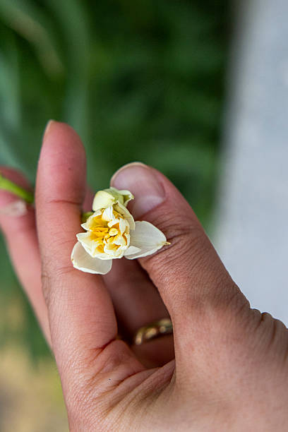 close up of flower