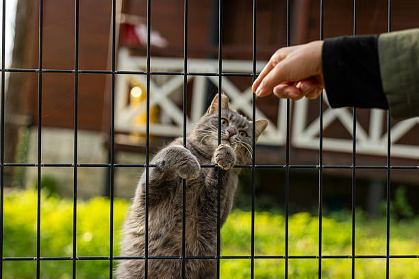 Playing with a cat behind the fence