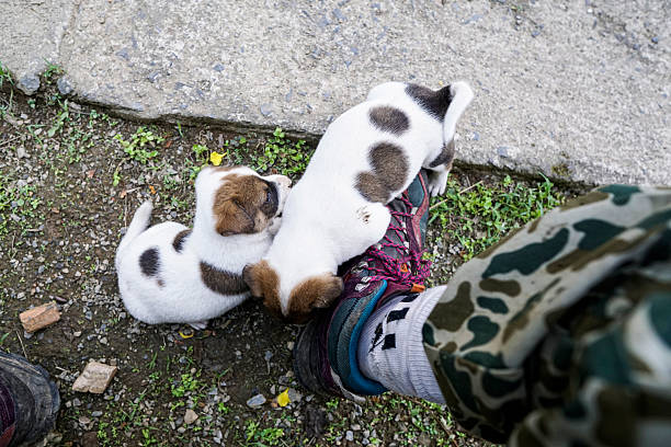 Two adorable white and brown spotted puppies curiously sniffing and playing with a person's hiking boot on a dirt path.