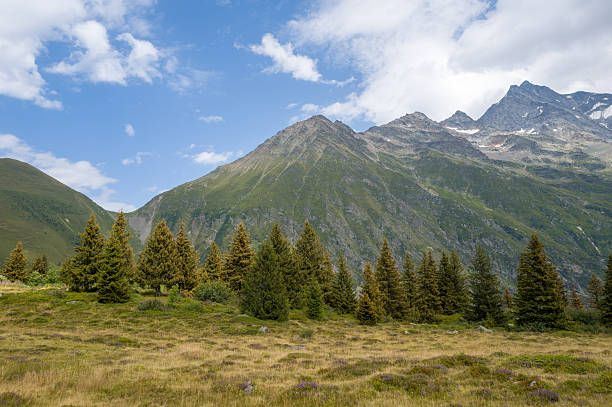 Cluster of evergreen trees on a sunlit alpine meadow with steep green mountains rising in the background under a partly cloudy blue sky.