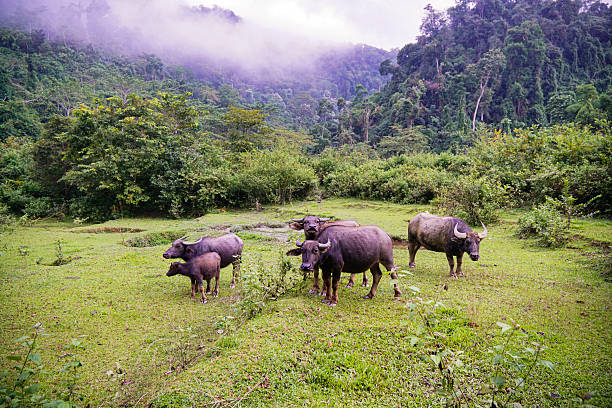 Water buffaloes grazing in a lush green meadow with misty tropical mountains and dense forest in the background.