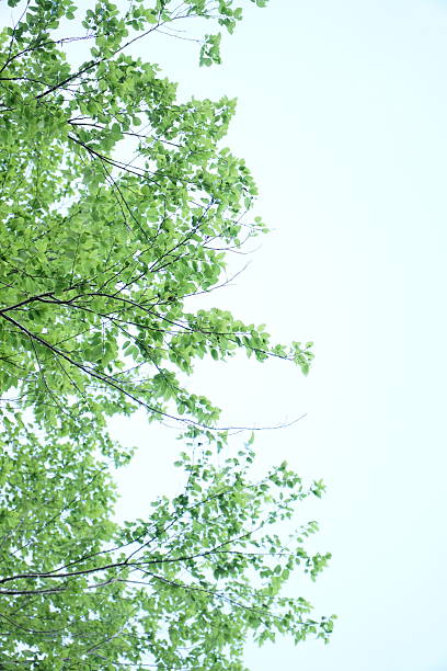 Low angle view of fresh green leaves on tree branches against a bright white sky, creating a peaceful and airy natural background.