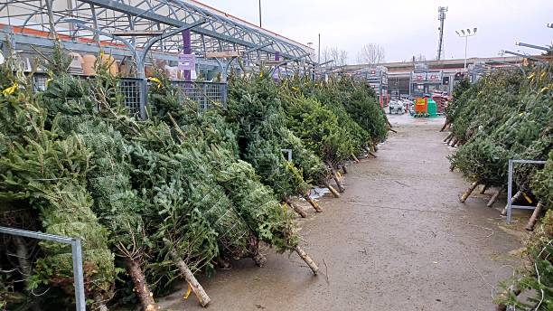 Toronto, ON, Canada - December 6, 2025: A large selection of fresh-cut evergreen Christmas trees is displayed in an indoor market or greenhouse setting for holiday shoppers.