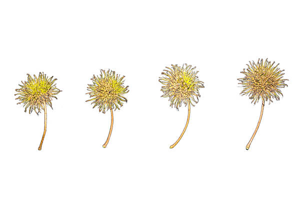 Four delicate dried spiky flowers with earthy tones, isolated on a clean white background, showcasing minimalist botanical beauty.