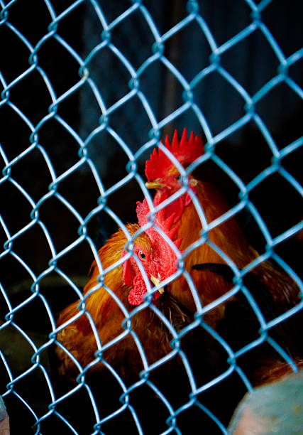 Two red roosters seen through a blue chain link fence with a dark background, symbolizing poultry farming and animal captivity.
