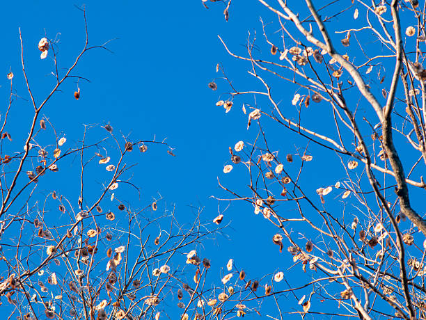 Bare Pradoo Tree Branches with Dried Samara Seed Pods Against Clear Blue Sky