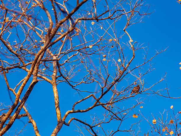 Common Myna Bird Perched on Bare Pradoo Tree Branch Against Clear Blue Sky