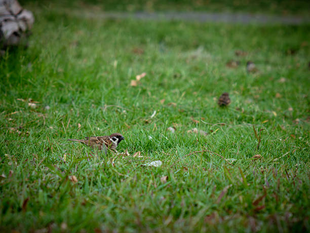Small Sparrow Bird Foraging on Fresh Green Grass Lawn