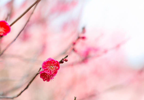 In Japan, plum blossoms bloom during the chilly season before the warmth of spring arrives.