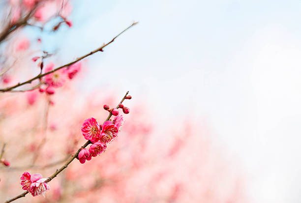 In Japan, plum blossoms bloom during the chilly season before the warmth of spring arrives.