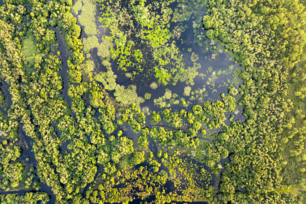 istock Florida wetlands with water between green wild vegetation. Tropical ecosystem at sunset 2255162188