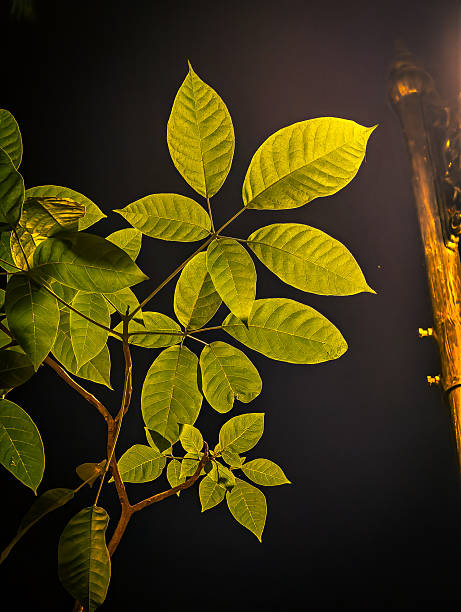 A picture of tree leaf shot during the night under a street light