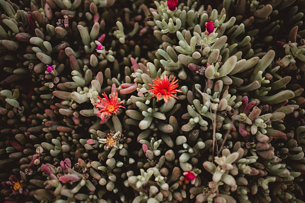 Malephora crocea or Red Ice flowering plant succulent