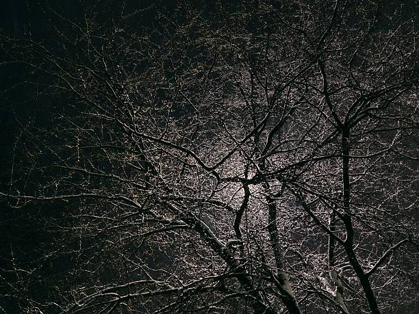 Leafless branches.