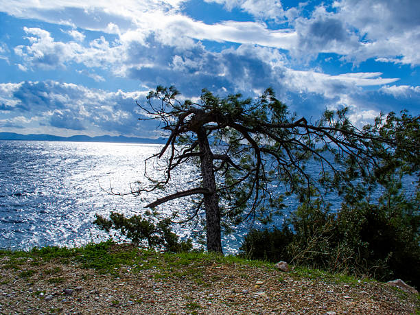 Pines near the coast