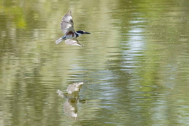 istock Belted Kingfisher in Colorado 2255167254