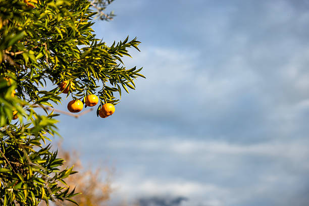 fresh mandarin fruits on the tree
