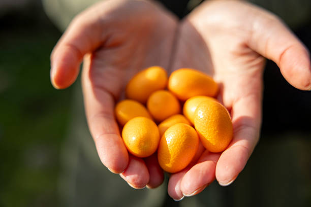 istock Holding fresh kumquat fruits 2255170676