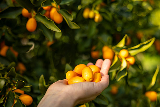 istock Holding fresh kumquat fruits 2255170696