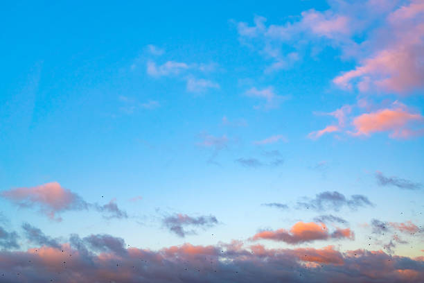 Flock of birds flying in evening sky with soft sunset clouds and blue background