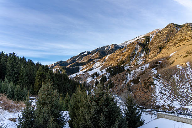 Snow and coniferous forests on the mountain