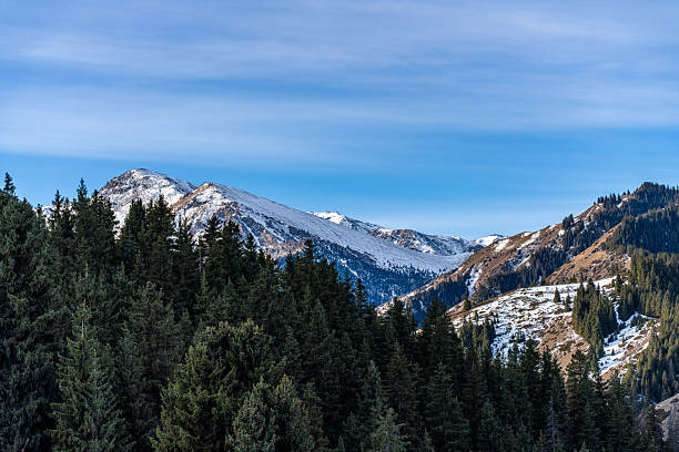 Snow and coniferous forests on the mountain