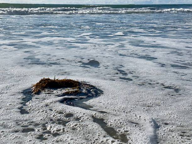 Strands of giant kelp and seaweed churning in the shallow ocean surf at Carlsbad State Beach.