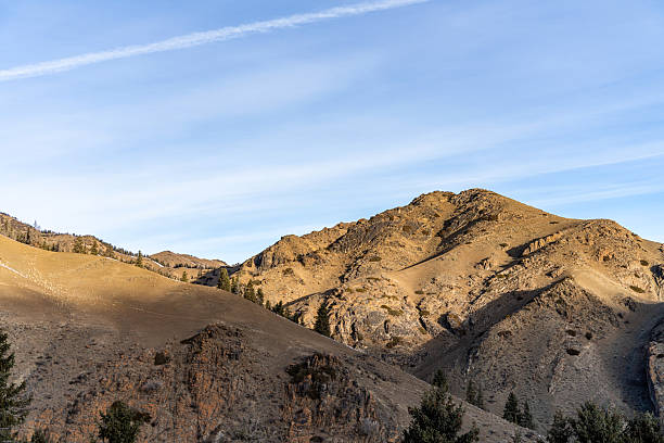 The coniferous trees and withered grass on the mountain