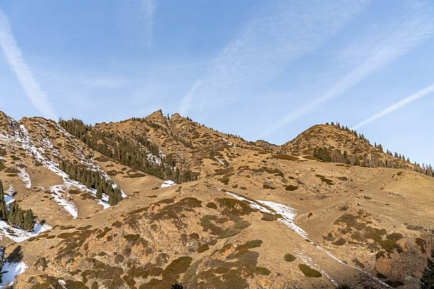 Snow-covered mountains with coniferous trees and withered grass