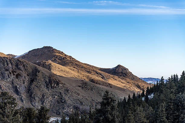 The coniferous trees and withered grass on the mountain