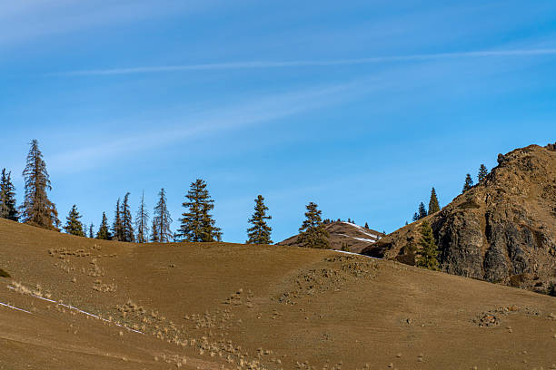 The coniferous trees and withered grass on the mountain
