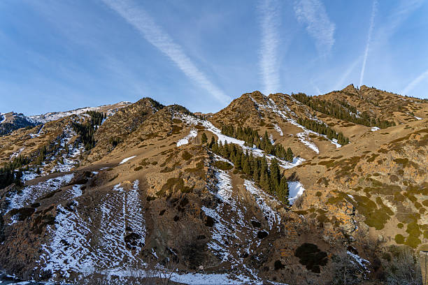 Snow-covered mountains with coniferous trees and withered grass