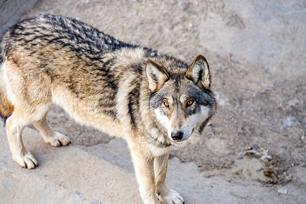 Wolves kept in captivity in the snow