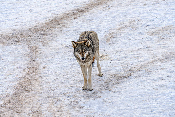 Bronze colored Gray wolf moving forward toward camera on snowy hill in Yellowstone National Park near Tower Junction. Nearest towns are Mammoth Hot Springs, Gardiner and Cooke City, Montana. Nearest large cities are Bozeman and Billings, Montana