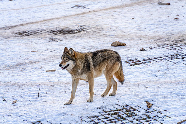 Timber wolf in snowy winter forest. Wild life landscape. European wolf Canis Lupus in natural habitat