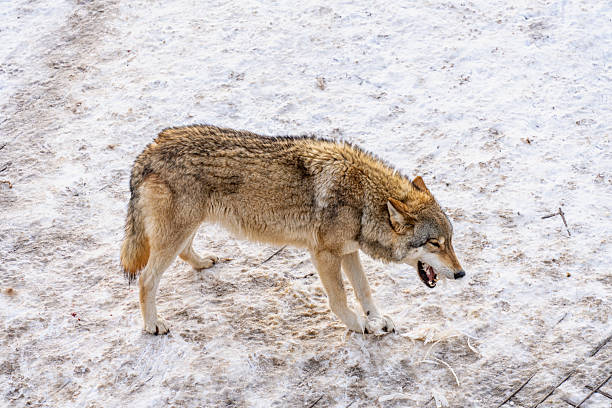 Wolves kept in captivity in the snow