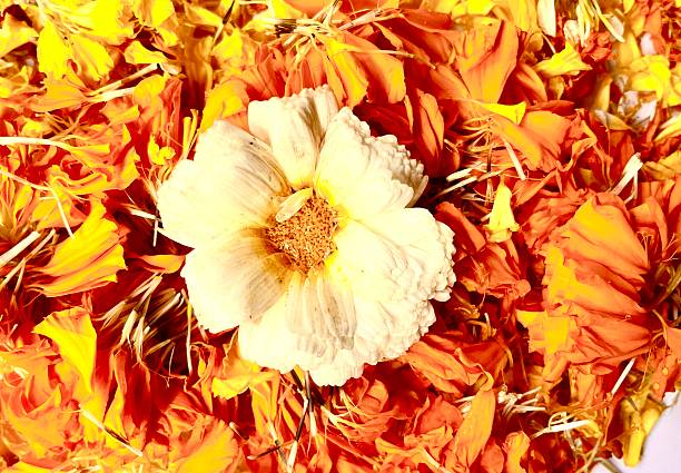 White flowers with yellow petals bloom softly, their pale centers glowing like sunlight. Smooth petals radiate outward, creating gentle contrast and purity. The delicate blossoms feel fresh, calm, and uplifting, symbolizing simplicity, hope, and quiet natural elegance in spring gardens.