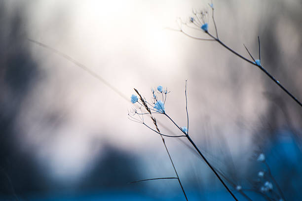 Snow rests delicately on the dried seed head of an umbellifer plant, creating a minimalist winter nature scene with fine botanical detail and soft natural light.