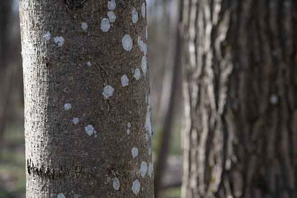 Two trees are shown in a forest setting, focusing on their rough bark. The trees have white spots on their surfaces. Sunlight enhances the texture of the bark and the surrounding area.