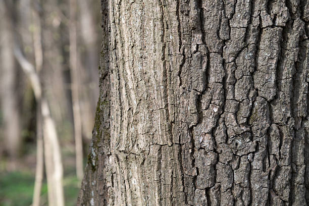 Bark of a tree shows detailed texture with cracks in a forest. Soft light filters through the trees. Green grass is visible in the background among the trunks.