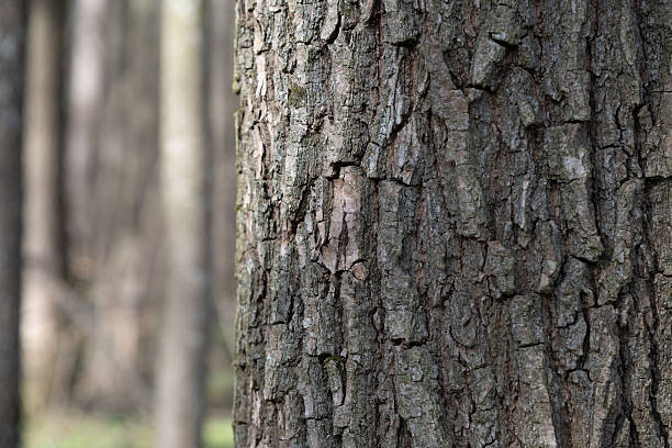 The scene shows the rough texture of tree bark in a forest. The background features vertical tree trunks out of focus. Sunlight filters through the trees, illuminating the bark.