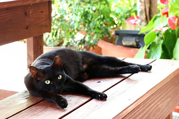istock Black cat resting on a wooden bench. 2255177782
