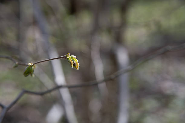 A small green leaf is emerging from a branch in a forest. The surrounding area is blurred, suggesting the focus is on the new growth. The scene shows the arrival of spring.