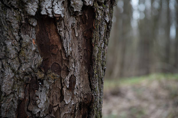 A close-up view of textured tree bark shows various patterns and colors. The background features blurred trees and natural ground cover, indicating a forest setting in daylight.