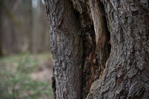 A tree trunk displays signs of damage with cracks and crevices. The surrounding area is filled with trees and greenery. The scene shows the natural environment in a forest.