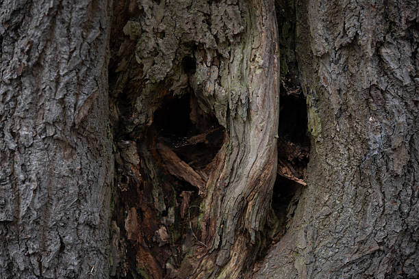 Two tree trunks come together with openings in the bark showing deep texture. Sunlight filters through the leaves, revealing details of the wood surface.