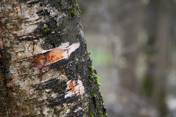 Tree bark shows signs of peeling in a forest. The surface has rough textures and moss growing. Soft light comes through trees in the background. Nature displays growth and change.