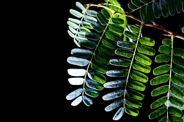 istock A leafy green plant with a dark background 2255181808