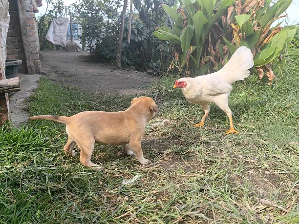 A puppy and a rooster fighting each other.